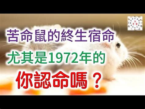 1972年屬鼠|【1972 生肖】「1972年生肖屬鼠：未來命運與運勢大解析」